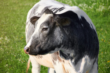 Close-up portrait of dairy black-and-white Holstein-Friesian cow on a green pasture