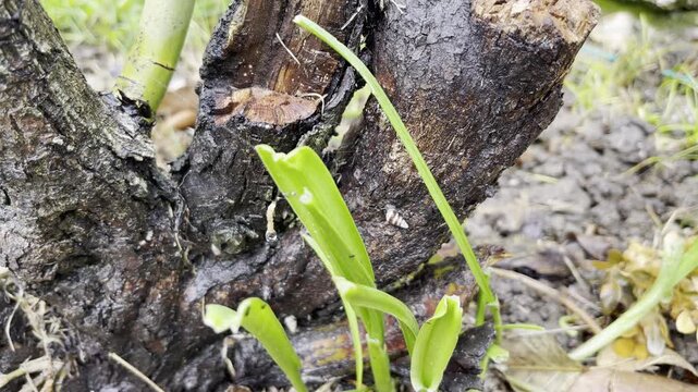 Wet tree trunk with destructed root and bark in the garden because of frequent rain or watering, wet soil without sunlight causing root system decay and plants death, concept of plants overflow and