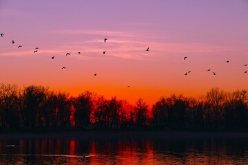 Flock of migratory birds fly above the lake in the orange sky in beautiful sunset, waterbirds, freedom, colorful background