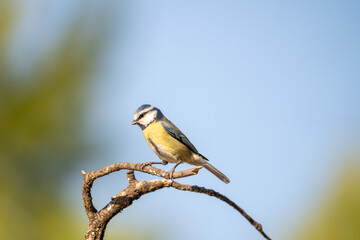 Fototapeta premium Eurasian blue tit (Cyanistes caeruleus) photographed in Spain