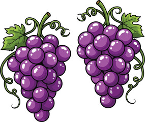 Obraz premium Two Bunches of Purple Grapes with Green Leaves and Swirling Vines