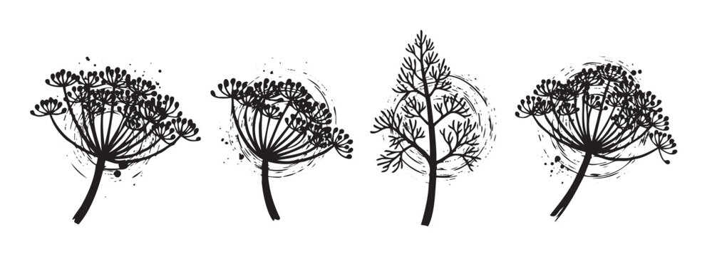 Four stylized dill plants with intricate umbel flower heads are depicted in a black and white hand-drawn grunge style, perfect for botanical illustrations or rustic design elements.