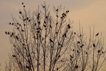 birds sitting on tree in sunset autumn fall season winter evening time tree branches photography HD...