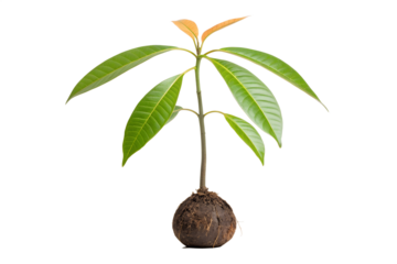 🌴 Coconut palm tree vector illustration design with leaves and sprouting life icon