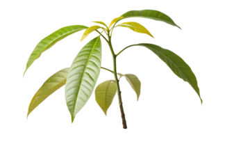 A young, healthy mango sapling with vibrant green leaves reaching towards the light, isolated on a clean white background, symbolizing growth and new beginnings