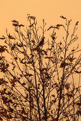 birds sitting on tree in sunset autumn fall season winter evening time tree branches photography HD image high quality