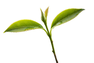 Isolated image of a young green tea sprig with fresh leaves, showcasing the delicate beauty of a new plant shoot against a clean white background