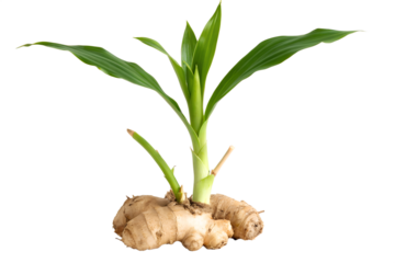 A vibrant ginger root with a young green sprout emerging, symbolizing growth and freshness, isolated on a clean white background for versatile use