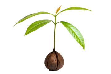 A young plant seedling sprouting from a coconut, with vibrant green leaves reaching towards the light, symbolizing new beginnings and growth in nature