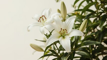 Obraz premium White lilies bouquet with buds and greenery. Floral arrangement and nature photography. Decorative flowers for interior or outdoor decor.