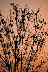 birds sitting on tree in sunset autumn fall season winter evening time tree branches photography HD image high quality
