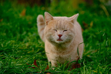 cat in grass