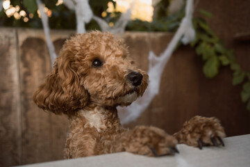 poodle puppy climbed onto the table with its front paws and asked for a treat