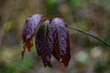 red autumn leaves