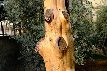 A tree, a tree trunk with its branches cut off
