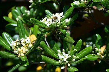 Obraz premium lily of the valley in the garden