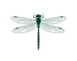 Abstract dragonfly vector illustration with geometric wings, soft gradient colors, minimal modern styling, symmetrical detail, and dynamic shapes ideal for branding, digital artwork, creative projects