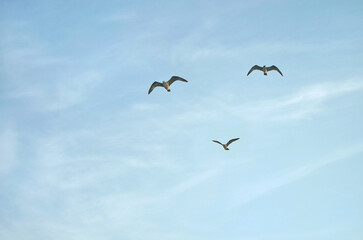 Three wild seagulls flying high in the blue sky . Nature, wild birds, wildlife  protection.