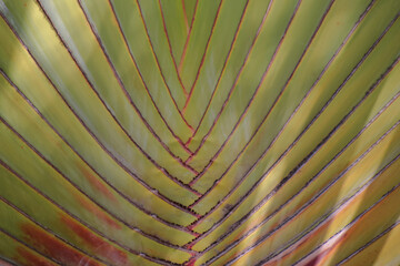 Green Travelers Palm leaf texture background pattern detail.