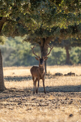 Naklejka premium Red deer (Cervus elaphus) photographed in Spain