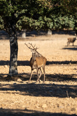 Naklejka premium Red deer (Cervus elaphus) photographed in Spain