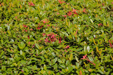 Dense green Ixora shrub texture background in sunlight.