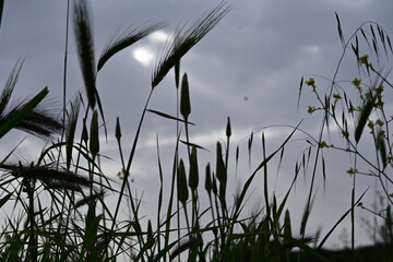 grass in the wind