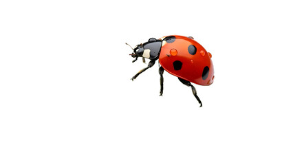 Macro Shot of a Red Ladybug with Water Droplets on its Shell, Isolated on White