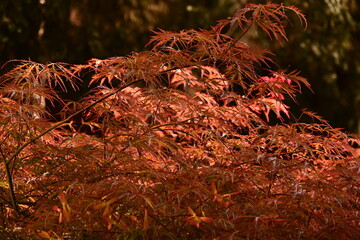 autumn leaves on the ground