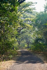 Quiet forest path surrounded by trees creating a peaceful outdoor nature trail