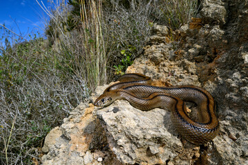 Ladder snake // Treppennatter (Zamenis scalaris / Rhinechis scalaris) - Menorca, Spain
