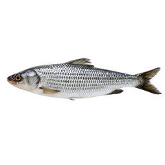 Obraz premium Fresh fish on a white isolated background, showcasing its natural colors and details.