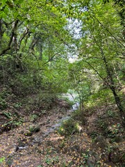 Forest Stream Bed Dried Up with Trees and Green Foliage
