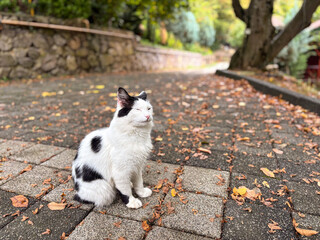 Cute Black and White Cat Closing Eyes on Autumn Street