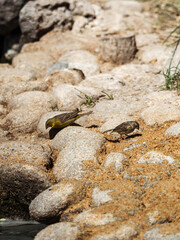 Two Sicalis auriventris are walking on a rocky shore