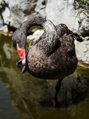 A black swan is standing in a body of water