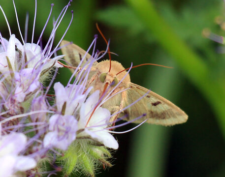 Cotton bollworm (Helicoverpa armigera) is a dangerous pest of agricultural crops.