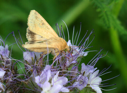Cotton bollworm (Helicoverpa armigera) is a dangerous pest of agricultural crops.