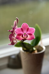 Pink phalaenopsis orchid blooming in a small pot on a windowsill, soft natural light and blurred background creating a calm, elegant mood.