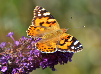 Fototapeta premium In nature, a butterfly Vanessa cardui on a plant