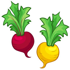 Beets and turnips in cartoon style. Vector illustration of turnips and beets.