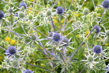Eryngium planum grows in nature