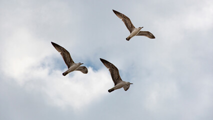 Gaviotas joven volando en un día nublado 