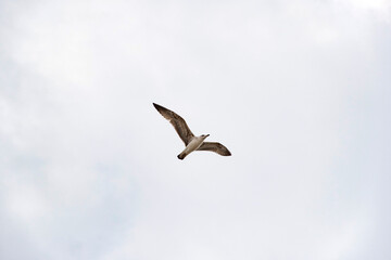 Gaviotas joven volando en un día nublado 