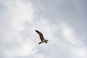 Gaviotas joven volando en un día nublado 
