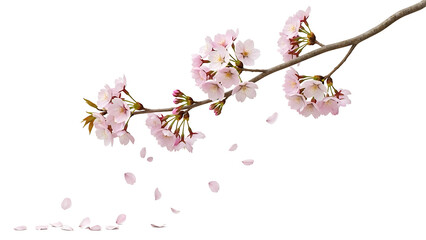 Cherry blossom branch with delicate pink flowers and falling petals, isolated PNG