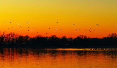 Flock of migratory birds fly above the lake in the orange sky in beautiful sunset, waterbirds, freedom, colorful background