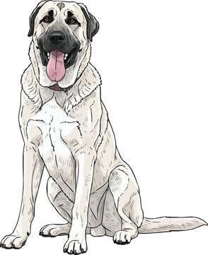 Kangal Shepherd Dog sitting happy panting smiling pose