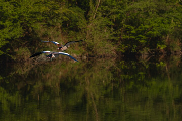 Fliegende V&ouml;gel &uuml;ber einem Fluss (Lenne, Sauerland, NRW, Deutschland)
