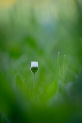 Geschlossenes, einsames G&auml;nsebl&uuml;mchen